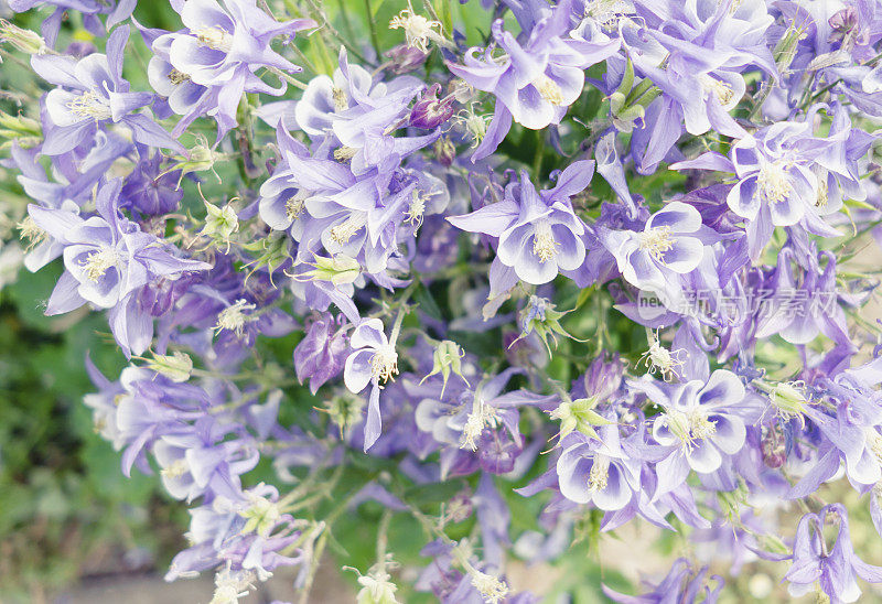 彩色耧斗菜(Aquilegia vulgaris)